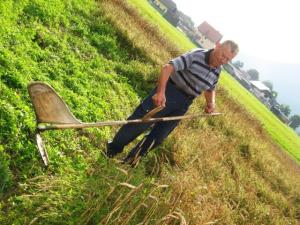 Ročna žetev žita 1